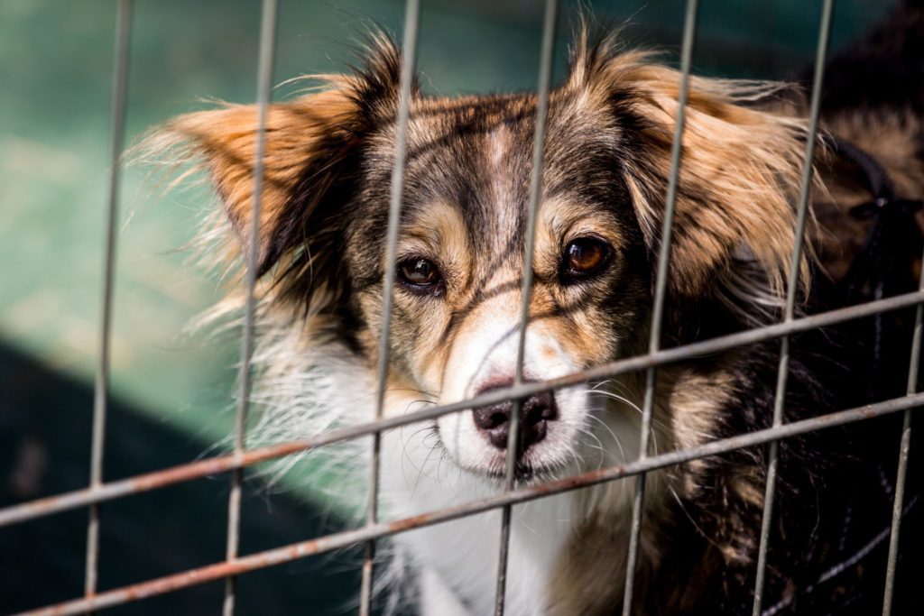 Cage training your dog in your home