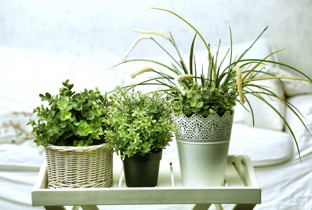 Small arrangement of hour plants - Beyond Storage