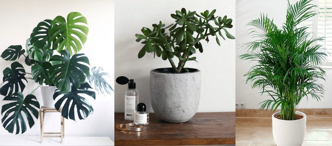 Benefits of Houseplants for Mindset