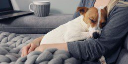 dog cuddle owner sofa