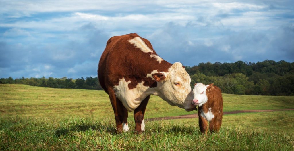 hereford cattle