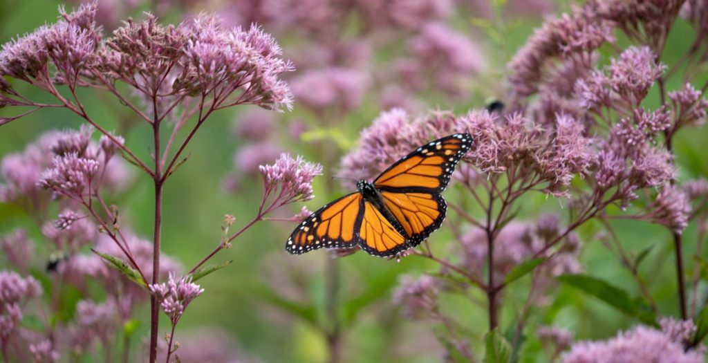 hereford butterfly trail