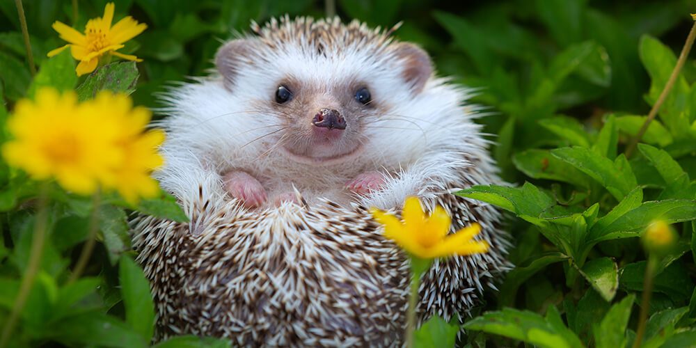 Ross-on-Wye Hedgehog