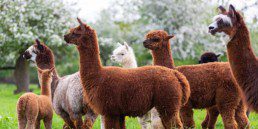 Ashby alpacas at farm - family day out