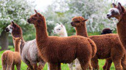 Ashby alpacas at farm - family day out